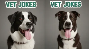vet jokes